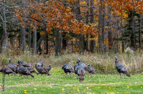 Wild turkeys hunting for food in an autumn woods