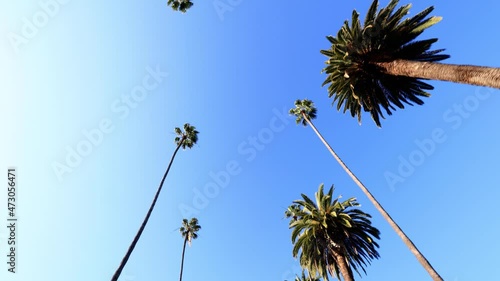 Camera looks up as it moves past rows a palm trees in Beverly Hills California