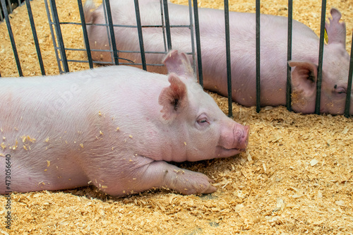 Pig dreams at the 4 H county fair