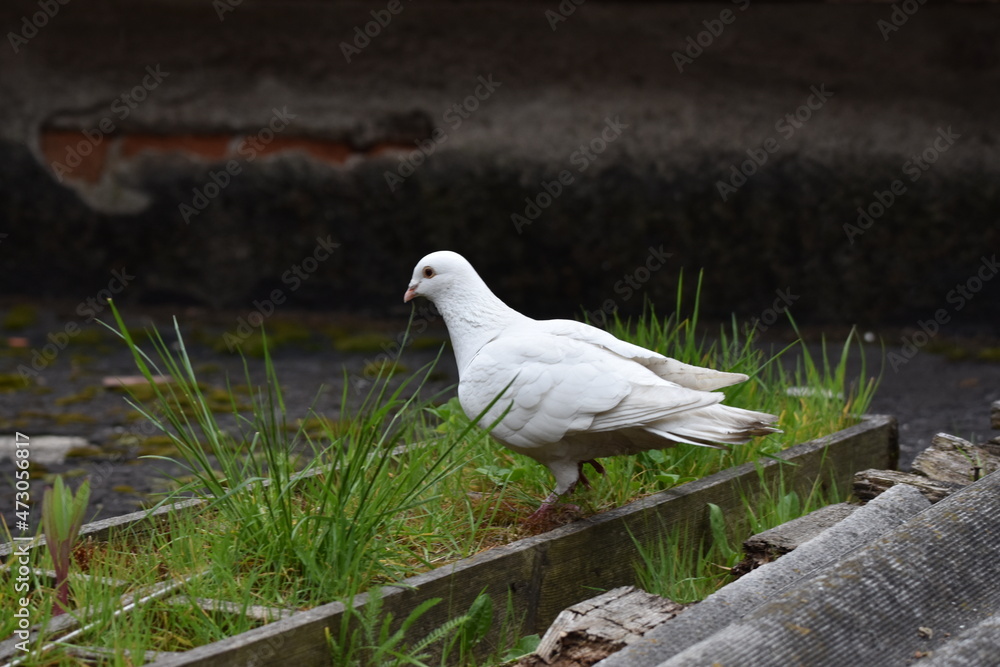 Fototapeta premium white pigeon on the grass
