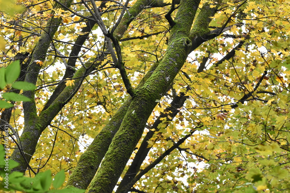 autumn leaves in the forest autumn leaves in the forest