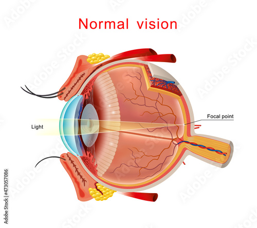 Normal vision. Eyeball structure. Detailed Anatomy of healthy eyeball. Correct vision concept. Isolated Vector.