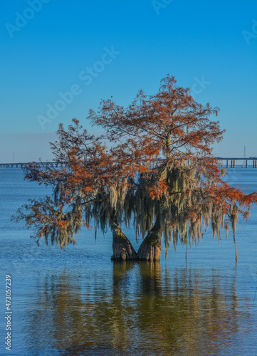 Cypress Trees with Spanish Moss growing on them. In Lake Marion at Santee State Park, Santee, Orangeburg County, South Carolina