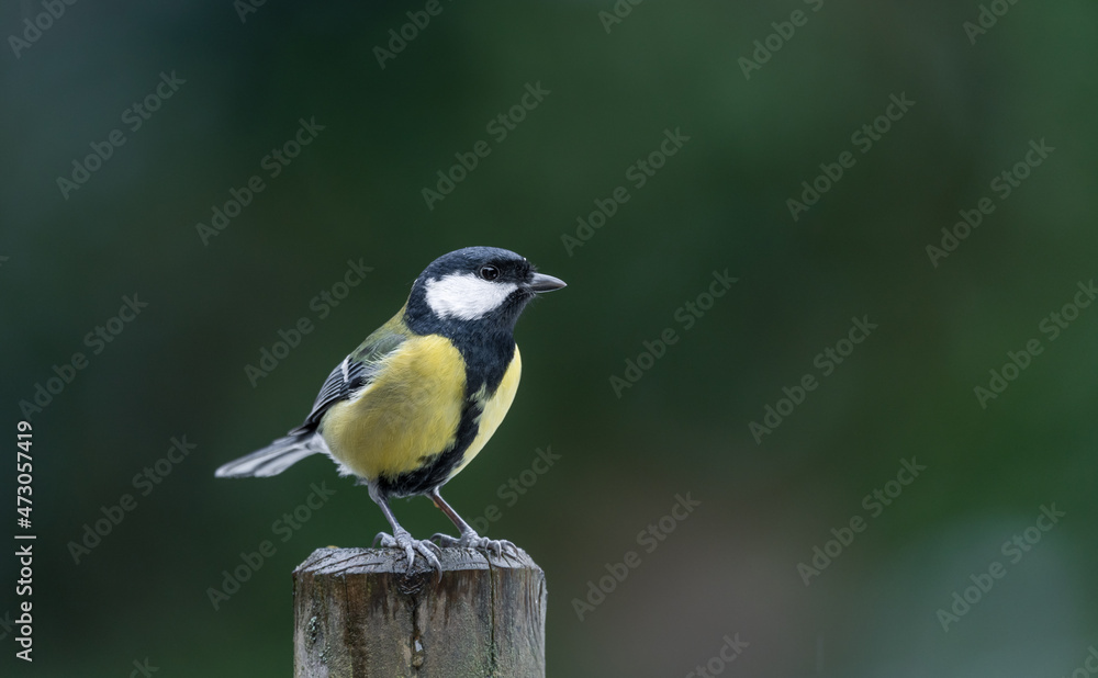 Fototapeta premium great tit on a fence post