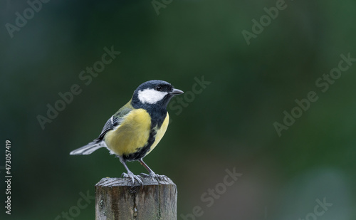 great tit on a fence post