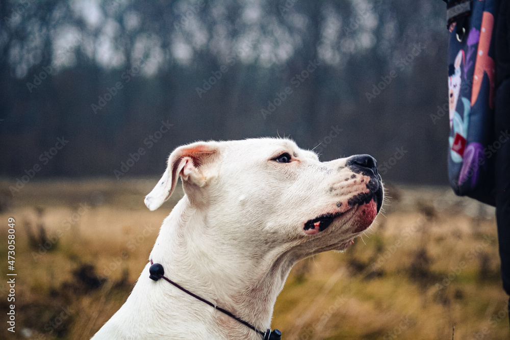 white dogo argentino looking at its owner and waiting for treats. autumn background