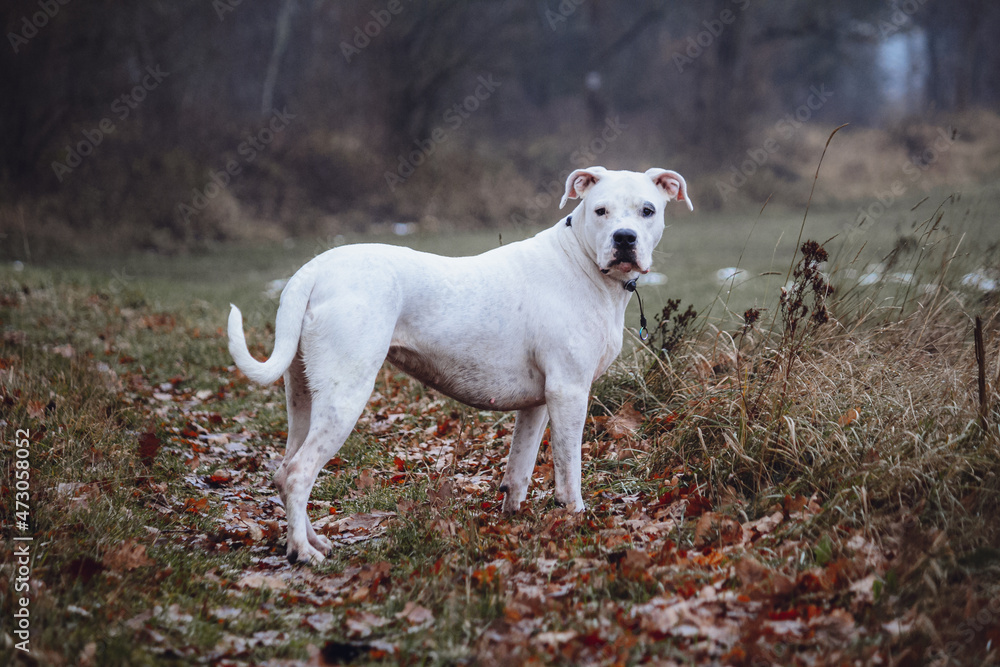 Dirty white Dogo Argentino in Nature, autumn background 