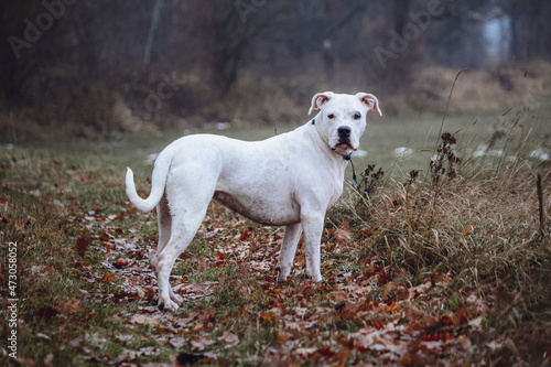 Dirty white Dogo Argentino in Nature  autumn background 