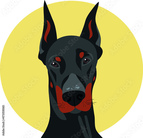 Doberman dog on a contrasting background