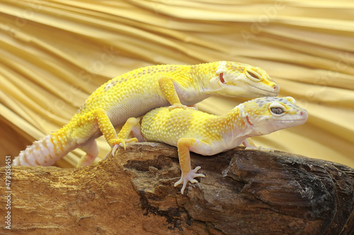 Two Leopard geckos sunbathing on a rotting log. Reptiles with attractive colors have the scientific name Eublepharis macularius. 