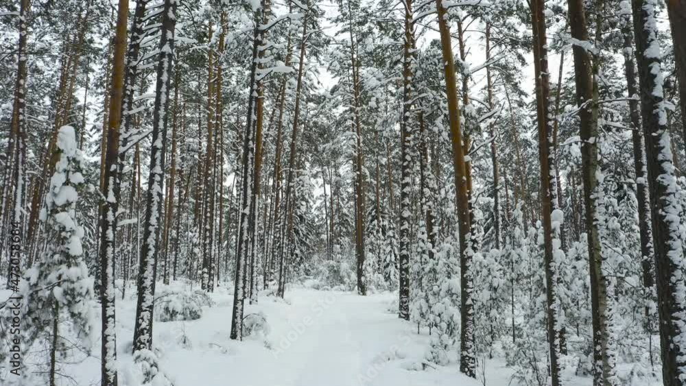 Drone shot flying in the winter pine tree forest. Slow flight in forest on winter season.
Drone shot flying in the winter pine tree forest. Slow flight in forest on winter season.