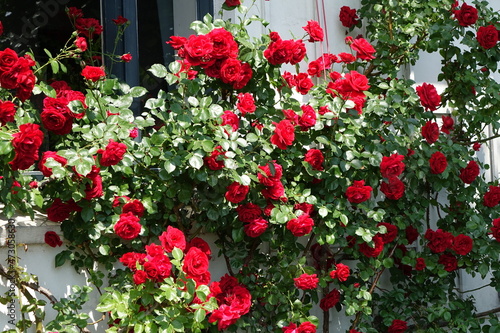Fototapeta Naklejka Na Ścianę i Meble -  Beautiful red roses (rosa, rosaceae) growing in Othmarschen, Hamburg, Germany