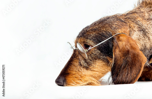 Wire-haired dachshund with reading glasses
