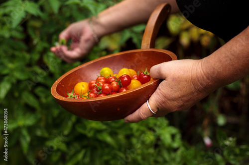 woman picking tomatoes
