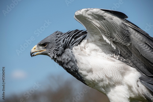 White falcon or gyrfalcon spreading his wings. Bird of prey before the blue sky photo