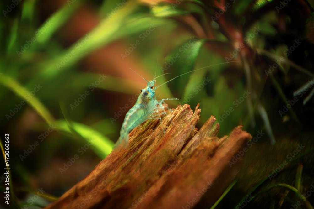 Neocaridina Freshwater Shrimp, dwarf shrimp in the aquarium. Aquascaping, aquaristic Animal macro, close up photography with a focus gradient and soft background. Neocaridina Freshwater Shrimp, dwarf shrimp in the aquarium. Aquascaping, aquaristic Animal macro, close up photography with a focus gradient and soft background.