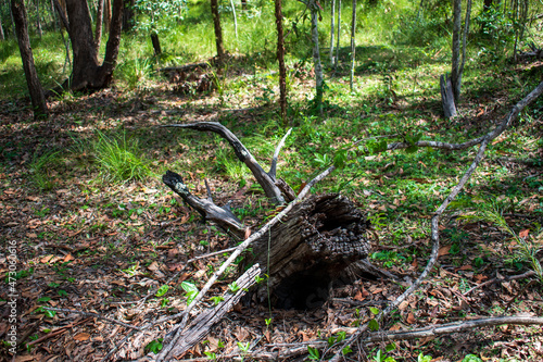 Australian bush - located in Southeast Queensland. Paperbark, gumtree and Wattyl. Featuring tracks, fallen trees and stumps. 