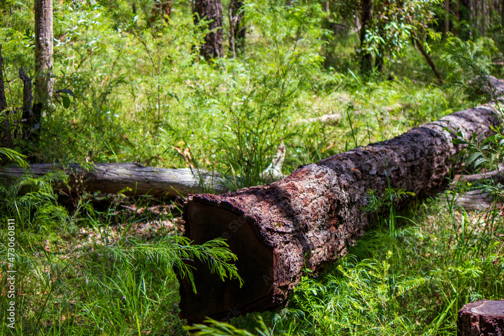 Australian bush - located in Southeast Queensland. Paperbark, gumtree and Wattyl. Featuring tracks, fallen trees and stumps. Australian bush - located in Southeast Queensland. Paperbark, gumtree and Wattyl. Featuring tracks, fallen trees and stumps.