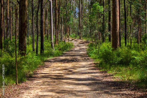 Track leading off into the Australian bush. © BEGUSTO
