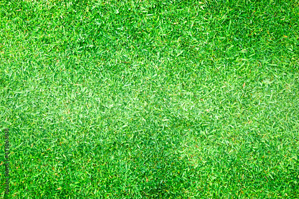 Fototapeta premium grass background Golf Courses green lawn