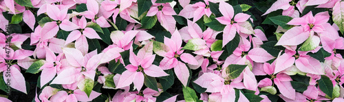 Pink and white poinsettia flowers in full bloom, Christmas flowers, as a holiday background 