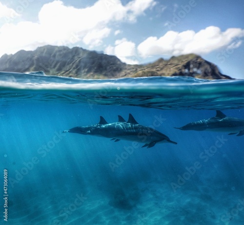 Wild Dolphins in Hawaii 