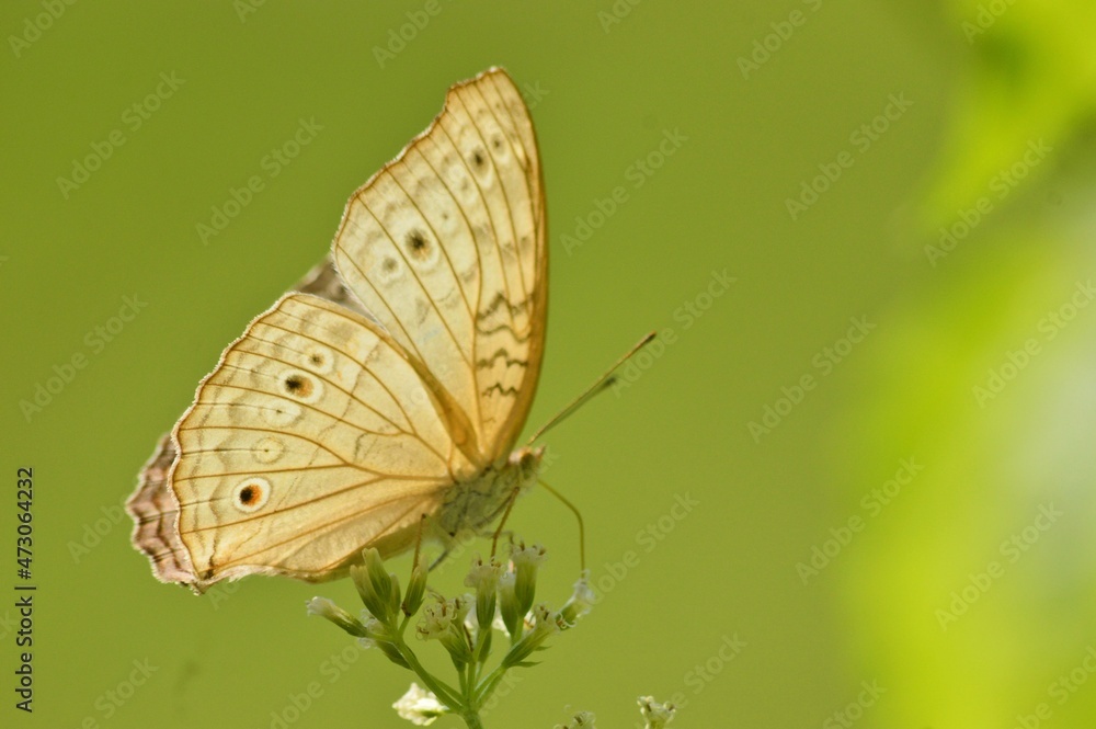 Fototapeta premium butterfly on leaf close-up with blurred background