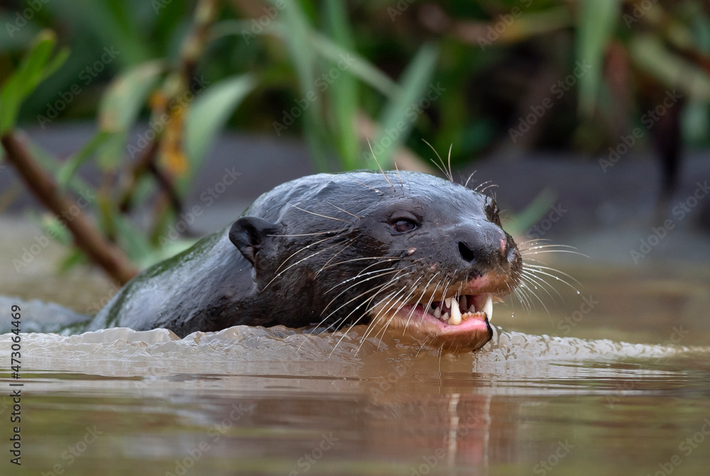 Fototapeta premium Giant Otter with open mouth swimming in the water. Giant River Otter, Pteronura brasiliensis. Natural habitat. Brazil