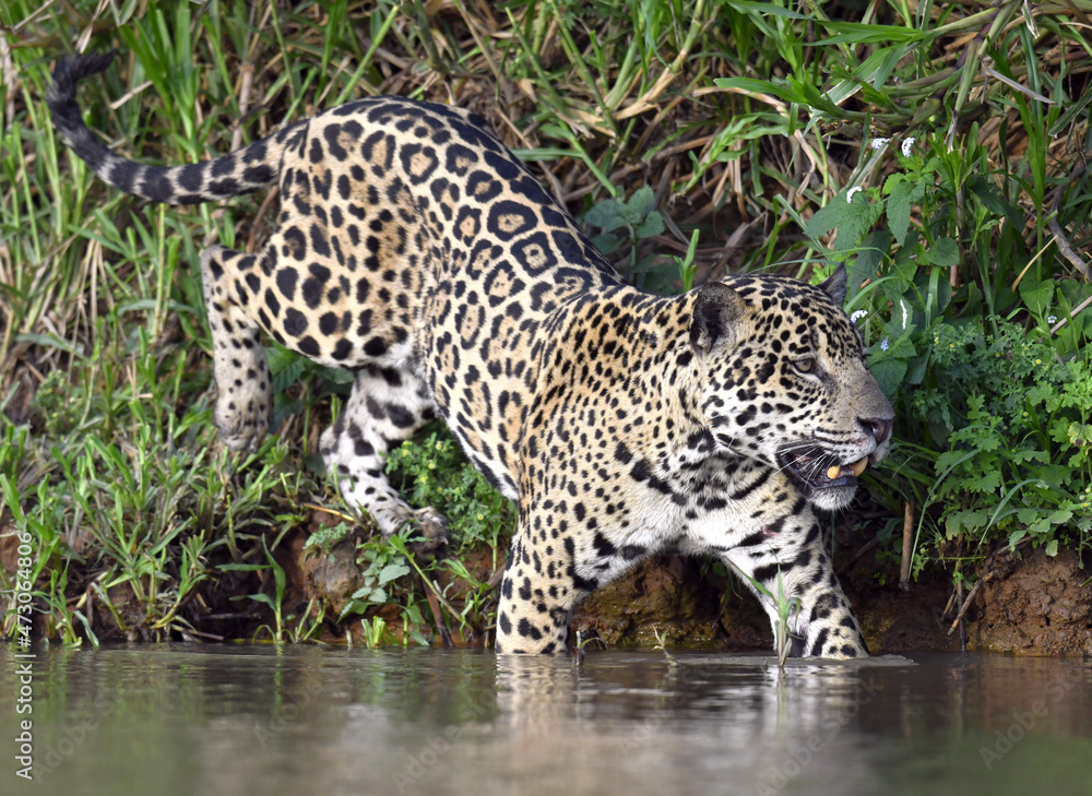 Jaguar walking in water. Panthera onca. Green natural background. Side view. Natural habitat. Cuiaba river, Brazil Jaguar walking in water. Panthera onca. Green natural background. Side view. Natural habitat. Cuiaba river, Brazil