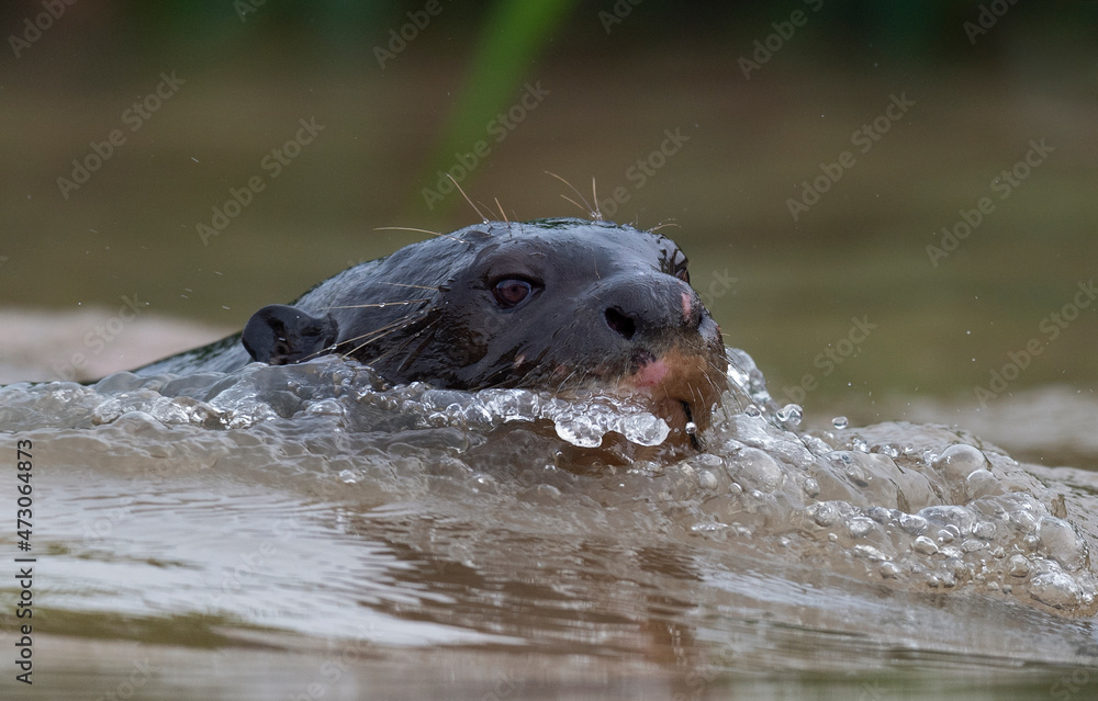 Obraz premium Giant swimming in the water. Giant River Otter, Pteronura brasiliensis. Natural habitat. Brazil