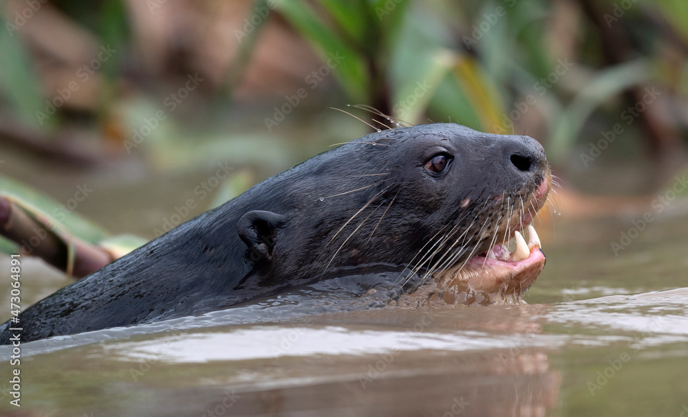 Obraz premium Giant Otter with open mouth swimming in the water. Giant River Otter, Pteronura brasiliensis. Natural habitat. Brazil
