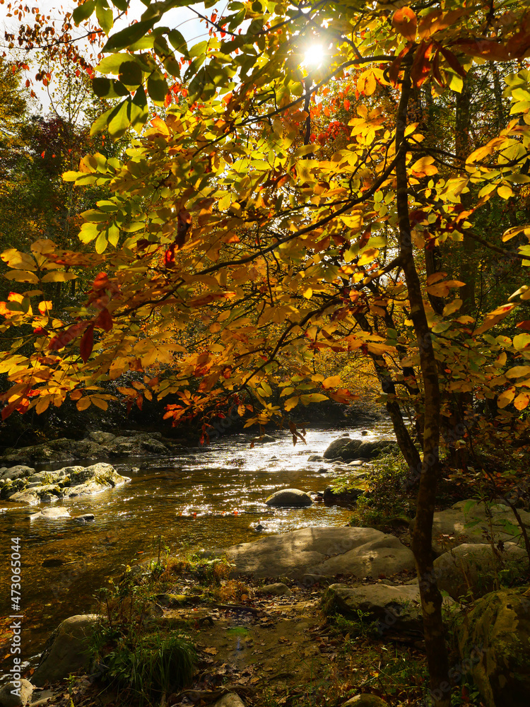 Autumn Stream and Sunlit Tree