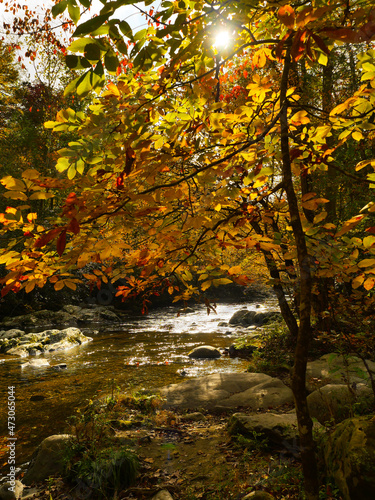 Autumn Stream and Sunlit Tree