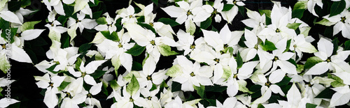 Classic white poinsettia flowers in full bloom  Christmas flowers  as a holiday background 