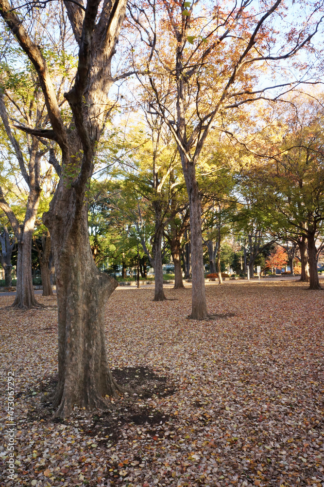 Naklejka premium 冬の樹木と青空