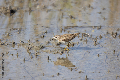 A lead sandpiper  Calidris minutilla  wading in shallow water in the saltmarsh in St. Augustine  Florida.
