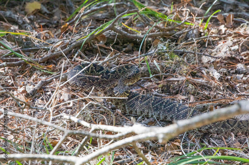 An eastern diamondback rattlesnake (Crotalus adamanteus) curled up on the forest litter at the Guana-Tolomato-Matanzas National Estuarine Research Reserve and looking at the camera.