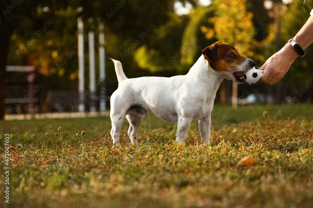 Woman giving ball to cute Jack Russel terrier in park