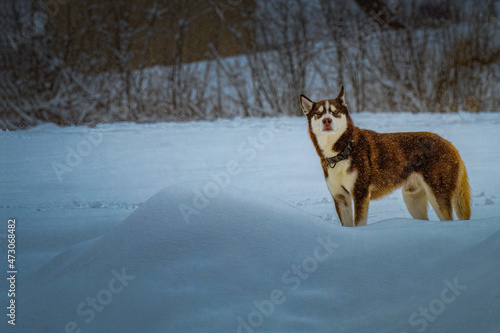 2021-12-04 BEAUTIFUL HUSKY WITH WHITE EYES STANDING IN A SNOW BANK AT SNOQUALMIE PASS WASHINGTON