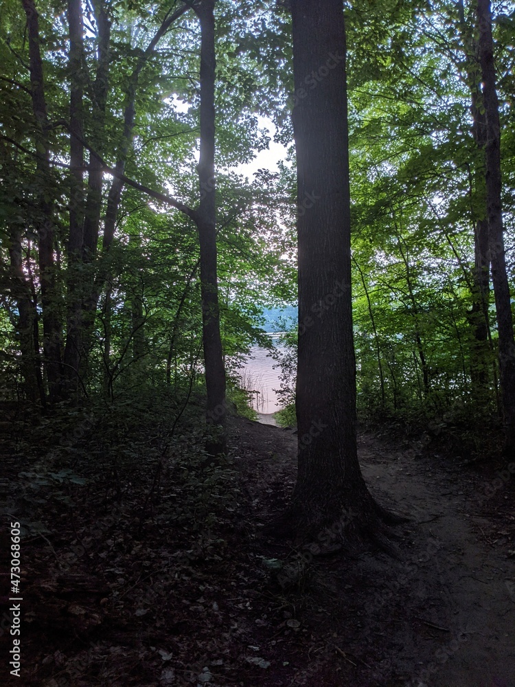 Fototapeta premium morning in the forest