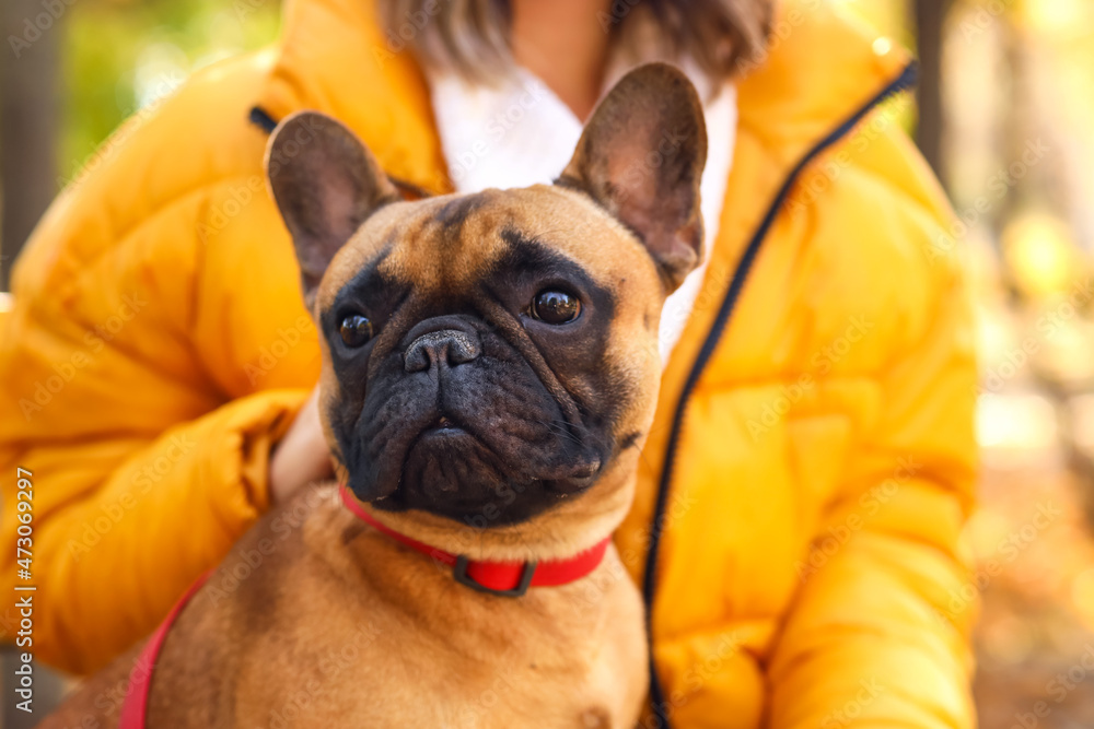 Cute French bulldog with owner in autumn park