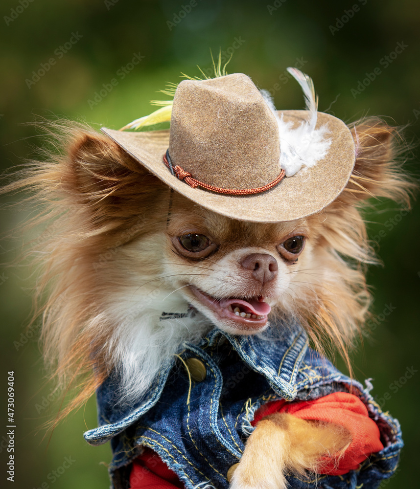 Chihuahua cowboy hat best sale