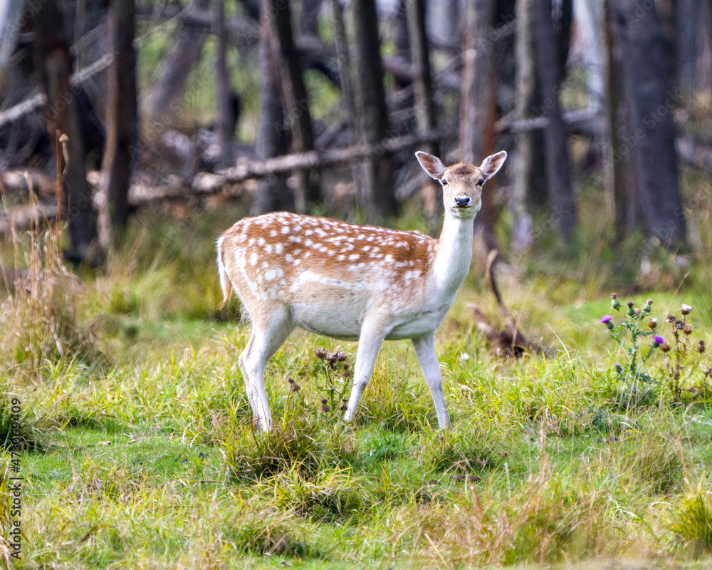 Deer Fallow Stock Photo and Image. Looking at camera in the field with grass and trees background in his environment and surrounding habitat displaying its antlers. Fallow Deer Image. Deer Fallow Stock Photo and Image. Looking at camera in the field with grass and trees background in his environment and surrounding habitat displaying its antlers. Fallow Deer Image.