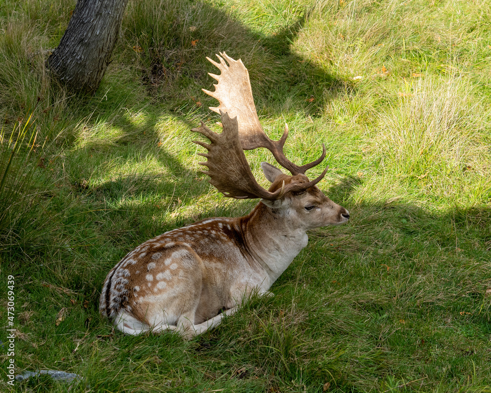 Obraz premium Deer Stock Photo and Image. Close-up aerial view resting on grass displaying antlers and brow spot fur coat in its environment and habitat surrounding.