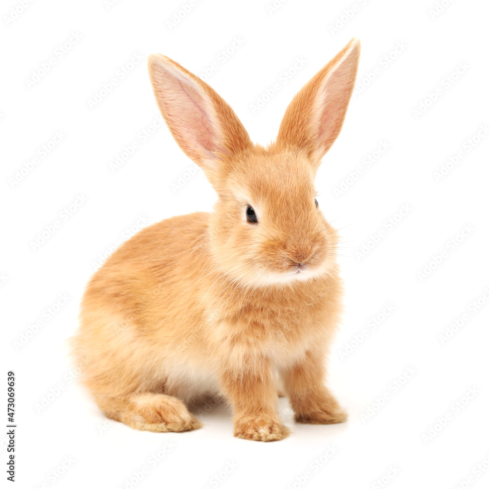 Obraz premium rabbit isolated on white