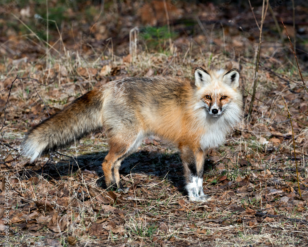 Red Fox Photo Stock. Unique fox close-up profile side view in the spring season in its environment and habitat with blur background displaying white mark paws, unique face, fur, bushy tail. Red Fox Photo Stock. Unique fox close-up profile side view in the spring season in its environment and habitat with blur background displaying white mark paws, unique face, fur, bushy tail.