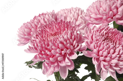 Fresh chrysanthemum flowers isolated on white background, closeup