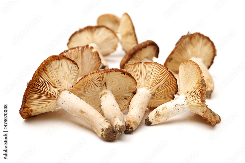 edible mushrooms isolated on white background edible mushrooms isolated on white background