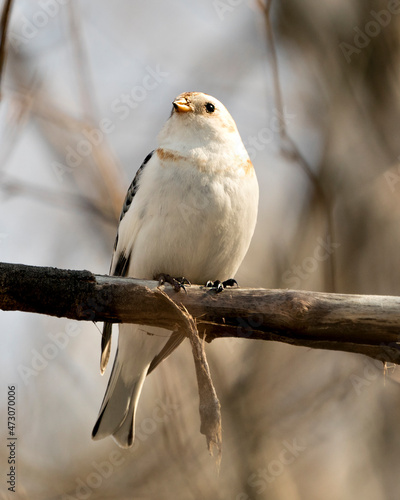 Snow bunting Photo Stock. Close-up view, perched on a tree branch with a blur background in its environment and habitat. Image. Picture. Portrait.