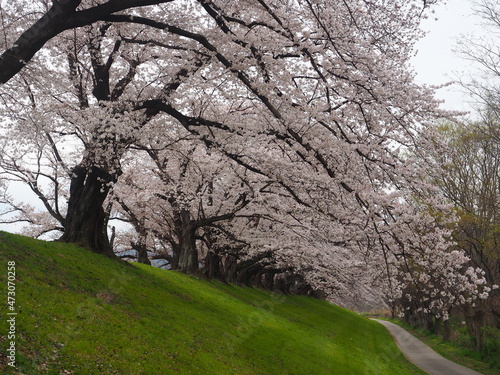 堤防の桜並木道 © KAZ